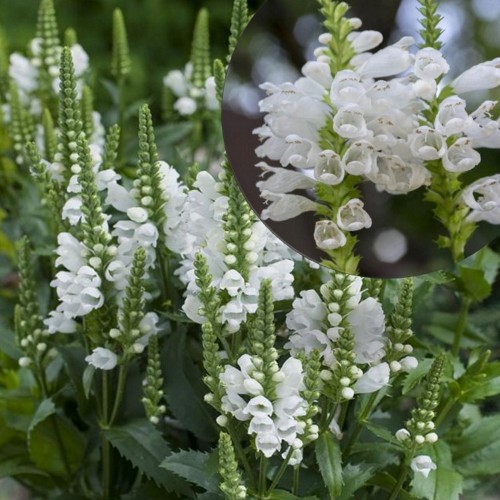 Physostegia virginiana 'Crystal Peak White' - Virgiinia tonditupik 'Crystal Peak White' P11/0,75L